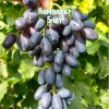 Комплект 5шт / Виноград Академик Авидзба: фото и описание
