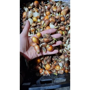 Тюльпаны (луковицы) в ассортименте