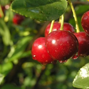 Вишня Дубовочка