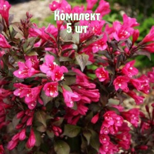 Комплект 5шт / Вейгела садовая Минор Блэк